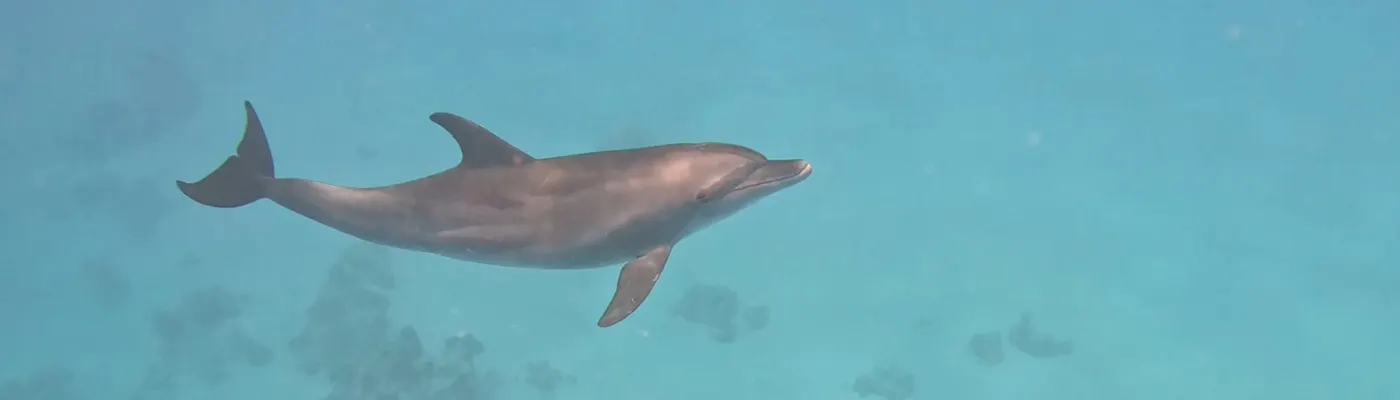 Delfinreise Mai 2027
