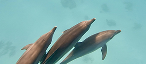 Delfinreise Mai 2026